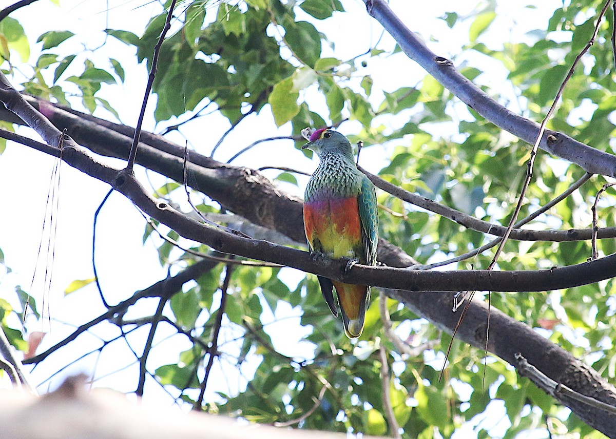 Rose-crowned Fruit-Dove - Ron Burgin