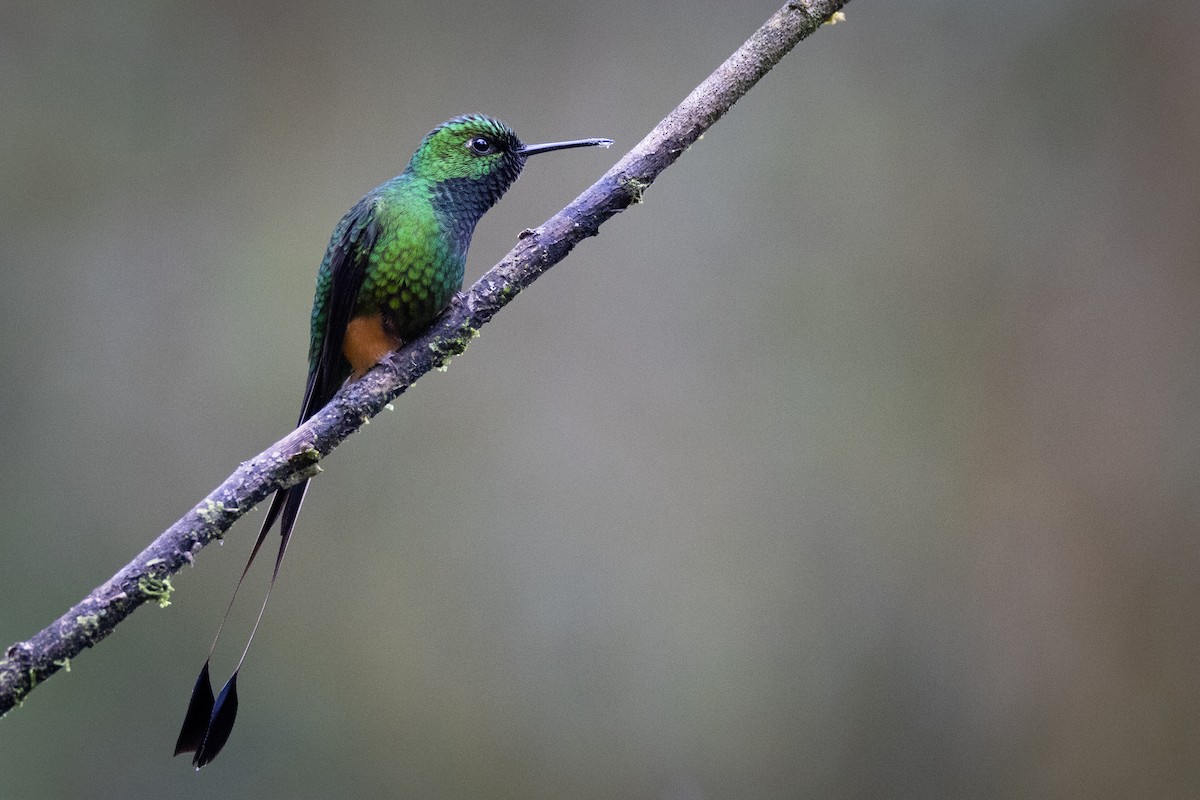 Colibrí de Raquetas Peruano - ML617965951