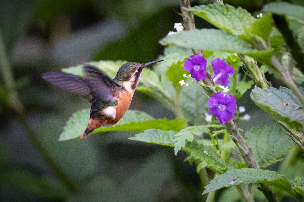 Colibrí de Heliodoro - ML617965966