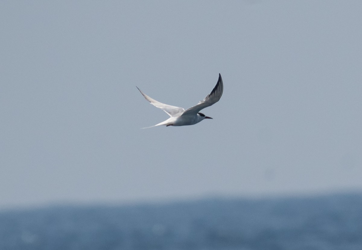 Common Tern - Daniel Mérida