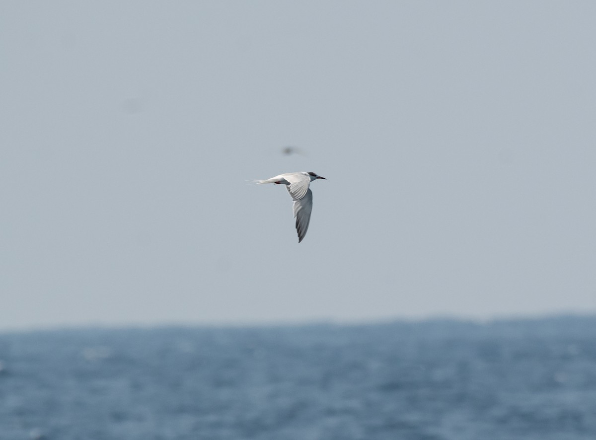 Common Tern - Daniel Mérida