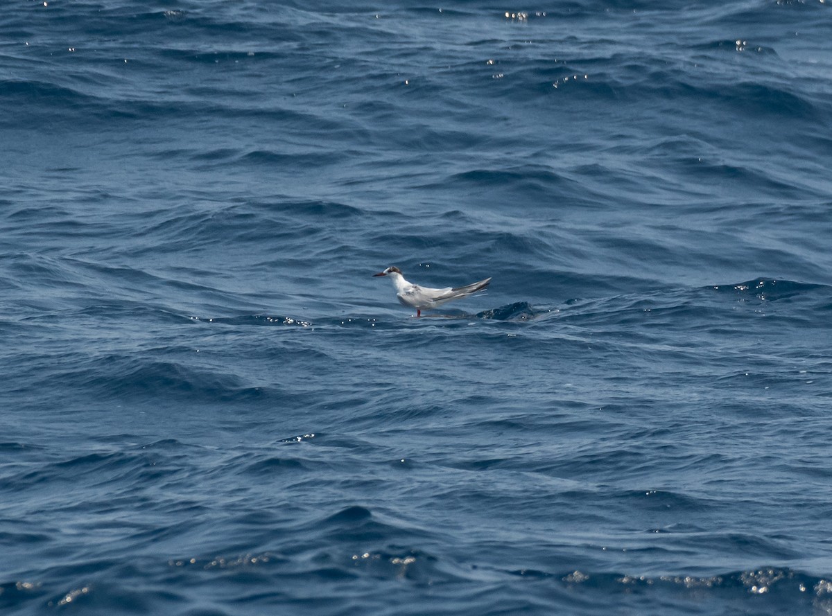 Common Tern - Daniel Mérida