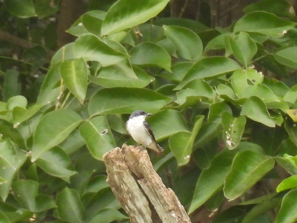 White-winged Swallow - Eunice Benko @bahianaii