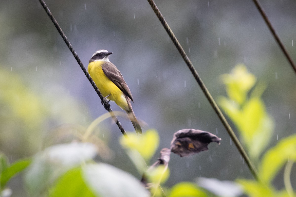 Social Flycatcher - Susan Brickner-Wren