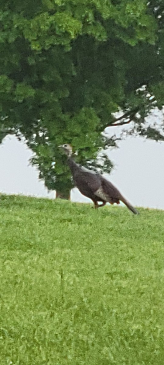 Wild Turkey - ML617966037