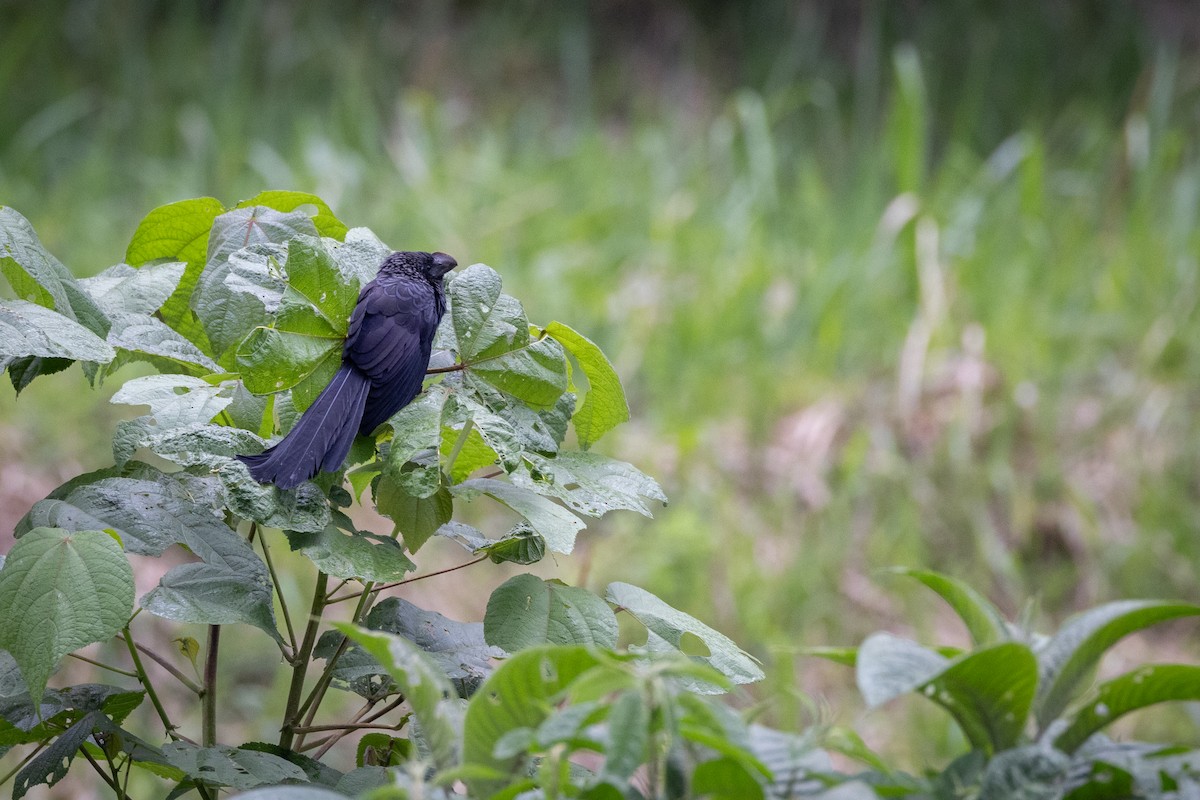 Smooth-billed Ani - ML617966047