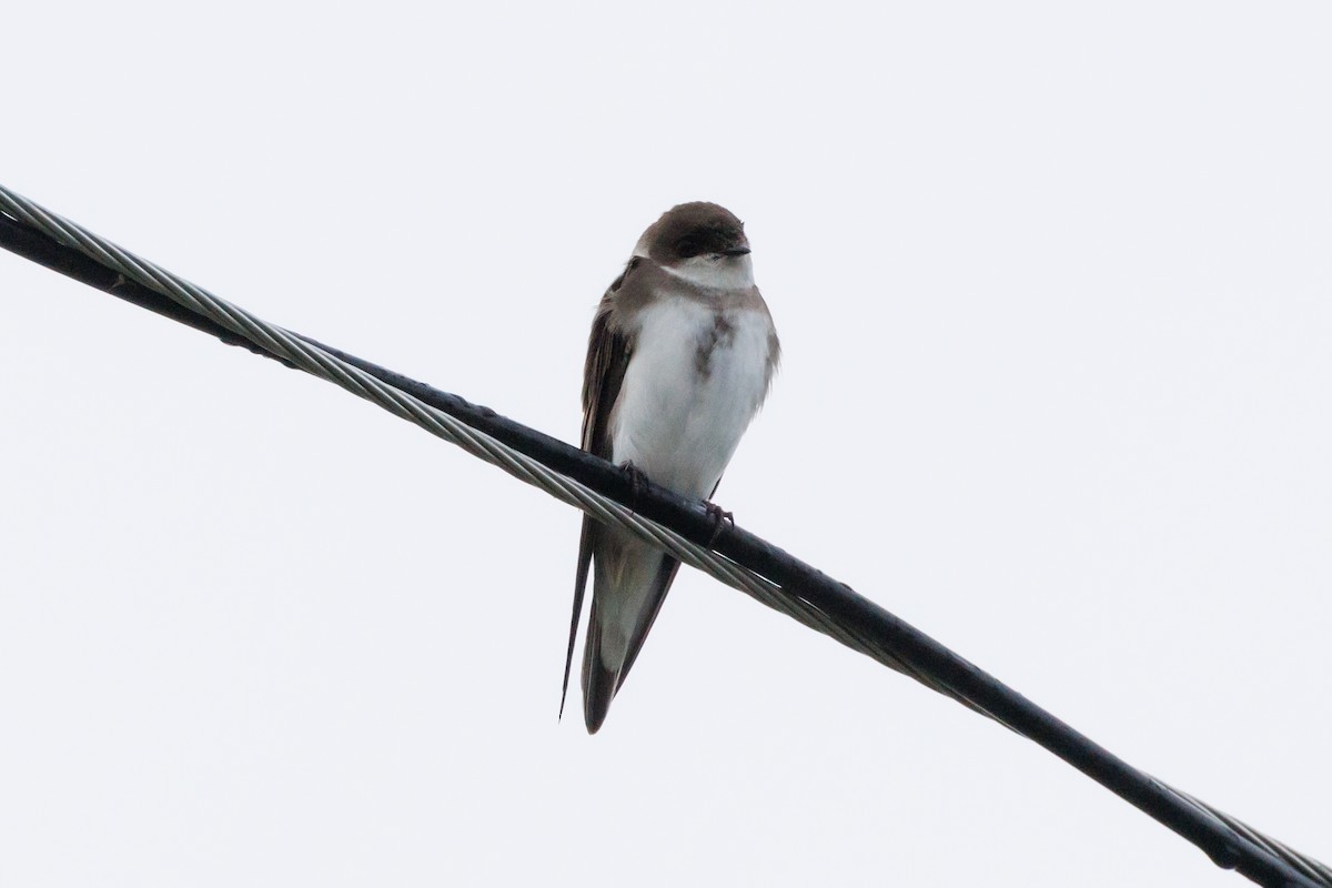 Bank Swallow - Tim Loyd