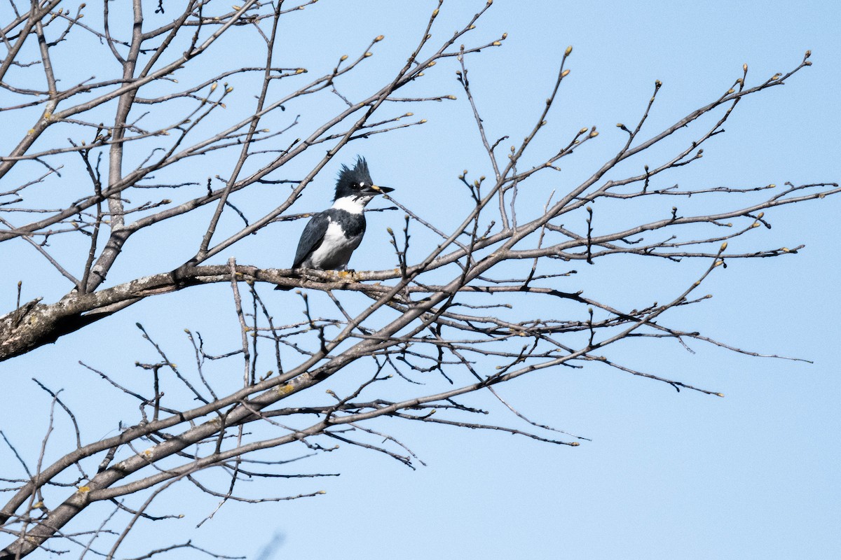 Belted Kingfisher - ML617966095