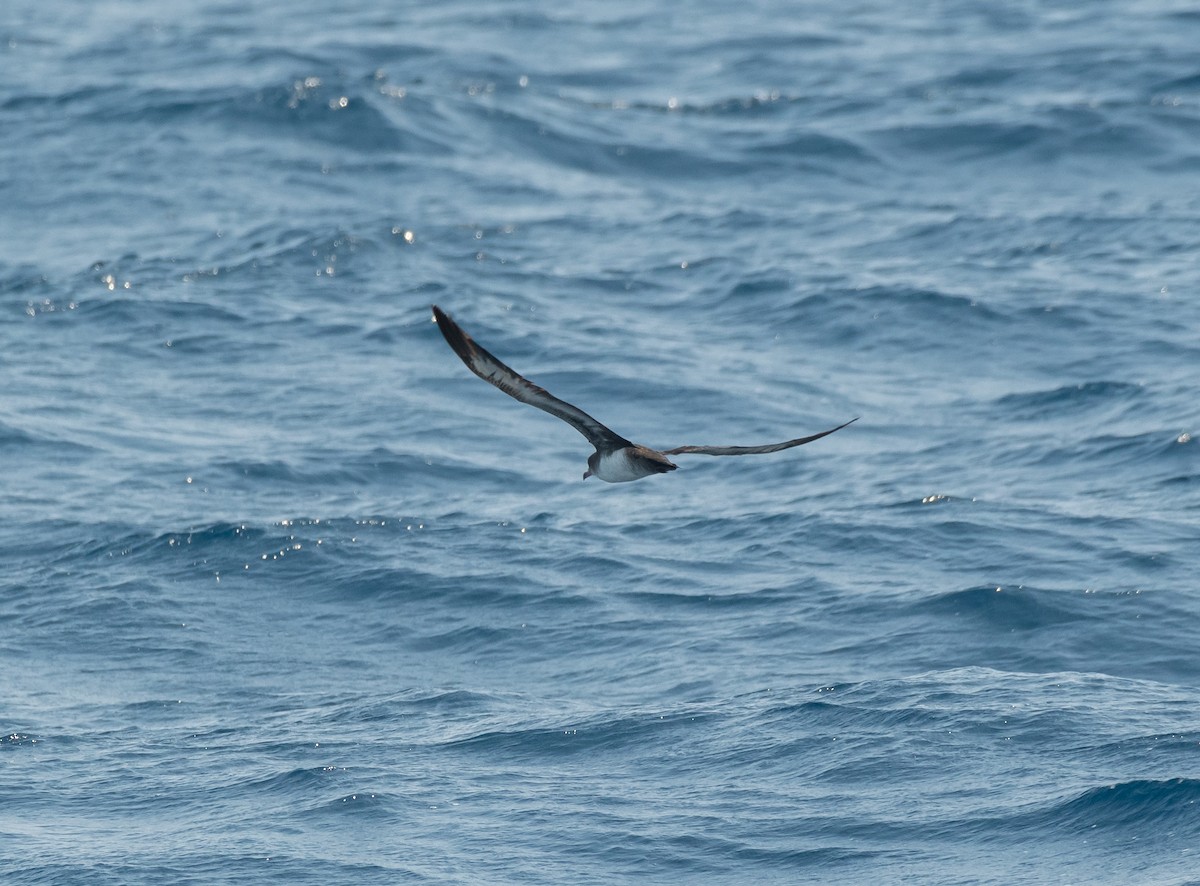 Pink-footed Shearwater - Daniel Mérida