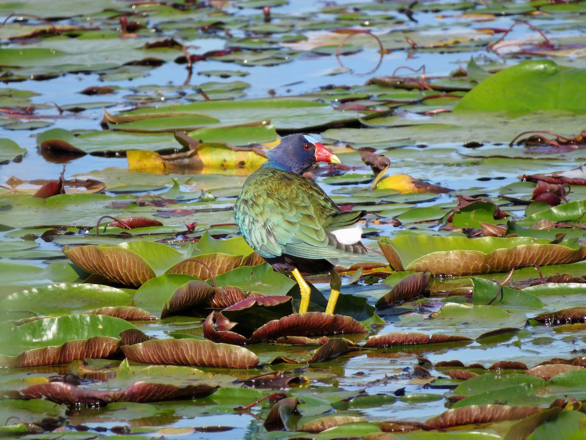 Purple Gallinule - ML617966157