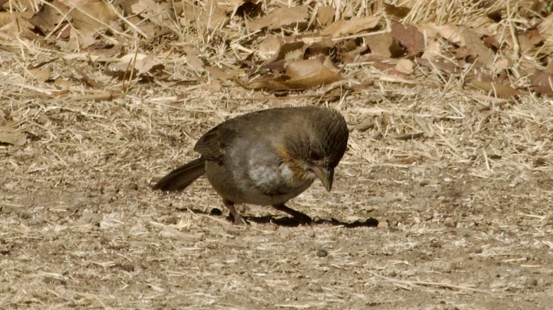 White-throated Towhee - ML617966174