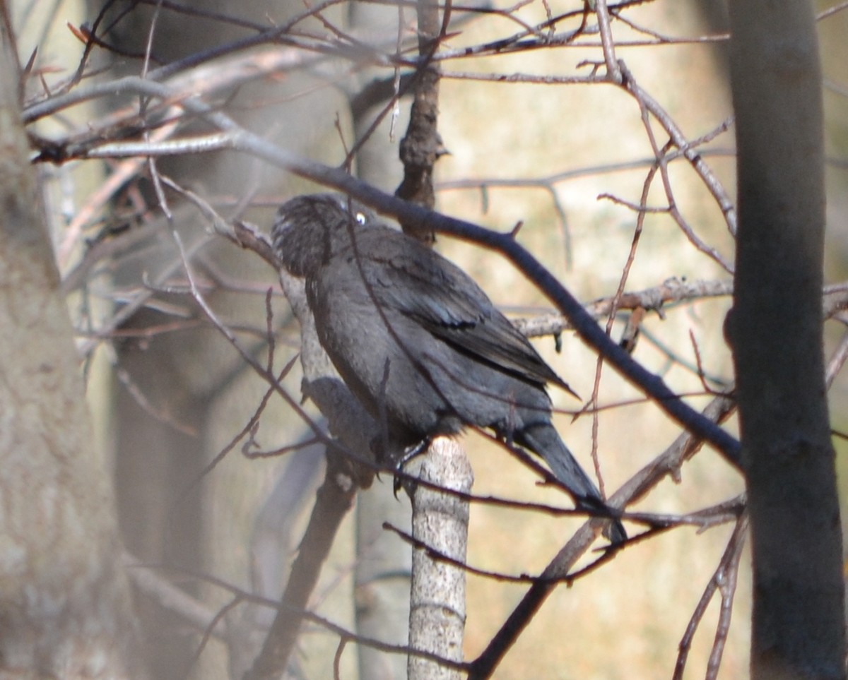 Rusty Blackbird - ML617966203