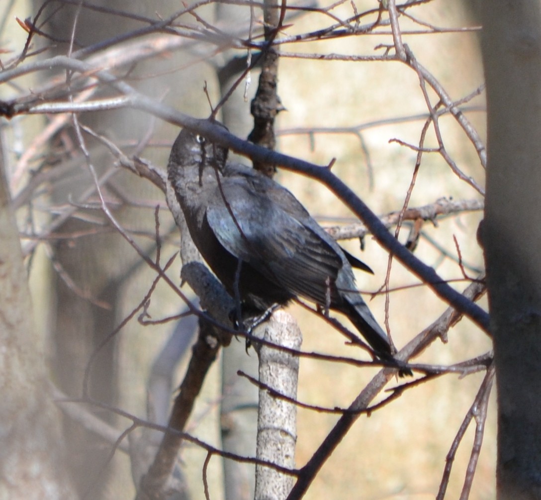 Rusty Blackbird - ML617966205