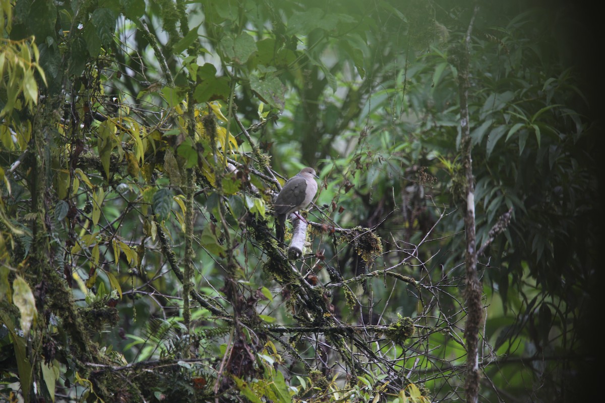 holub bledočelý (ssp. decolor) - ML617966217