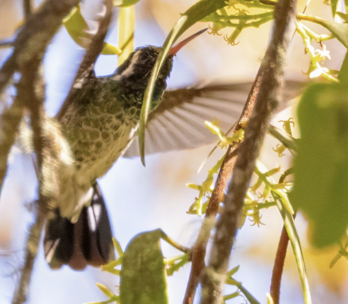 Colibri à oreilles blanches - ML617966228