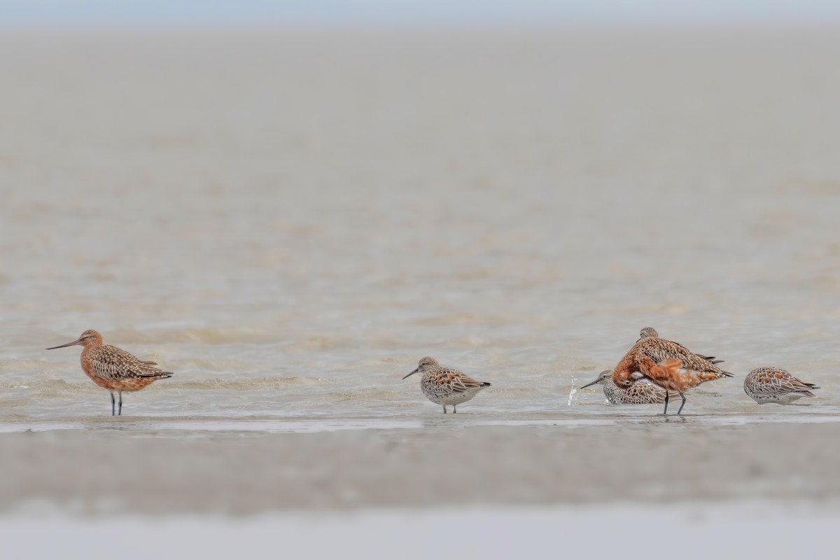 Great Knot - ML617966291