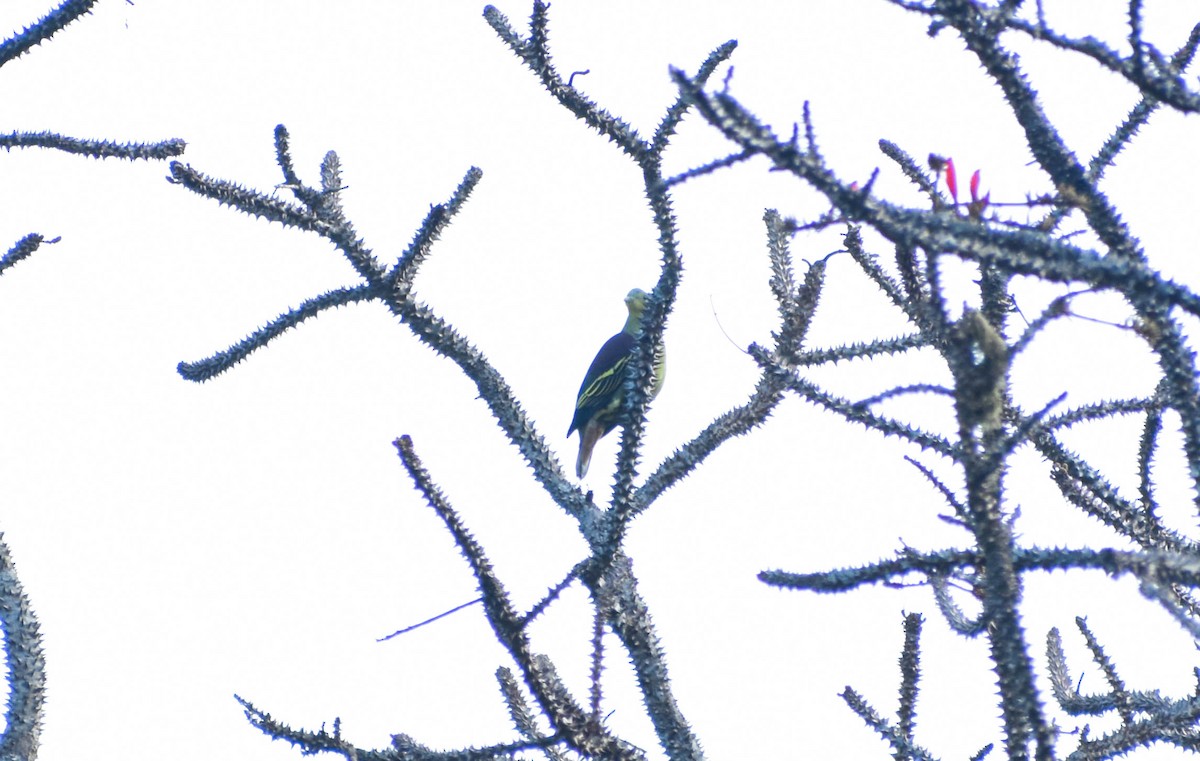 Gray-fronted Green-Pigeon - ML617966294