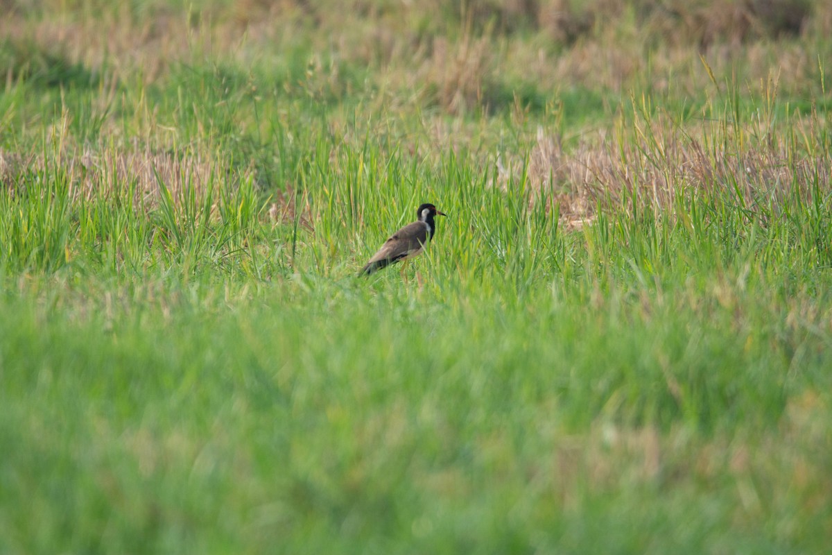 Red-wattled Lapwing - ML617966304