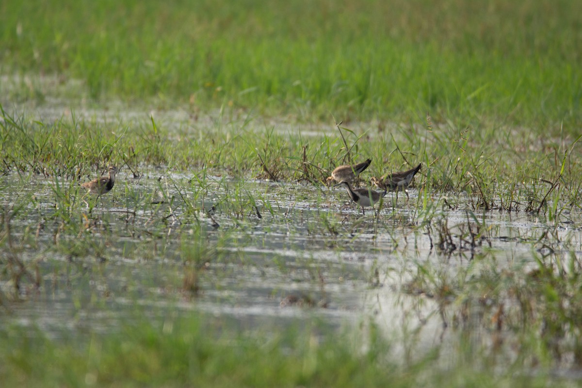 Pheasant-tailed Jacana - ML617966309