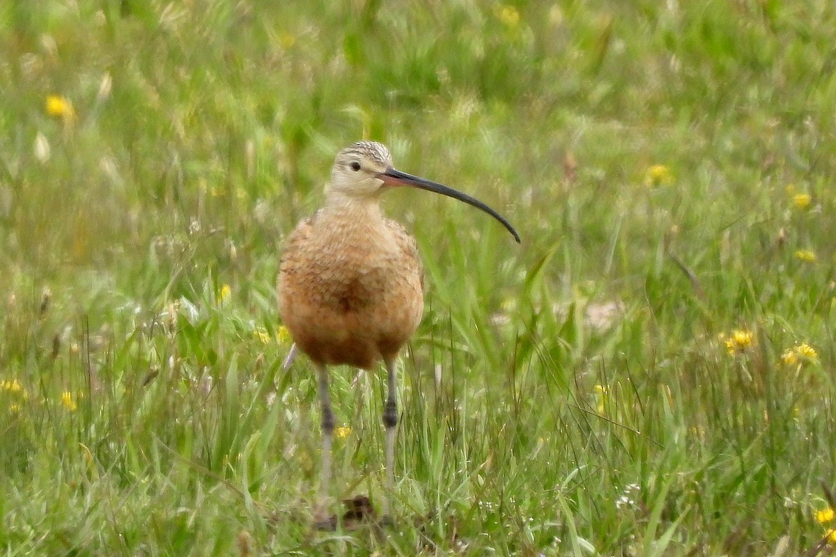 Rostbrachvogel - ML617966328