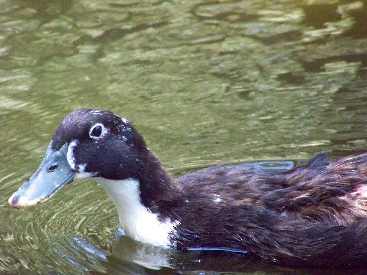 Mallard (Domestic type) - Juan Pedro Medina