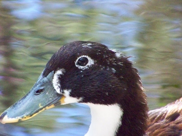 Mallard (Domestic type) - Juan Pedro Medina