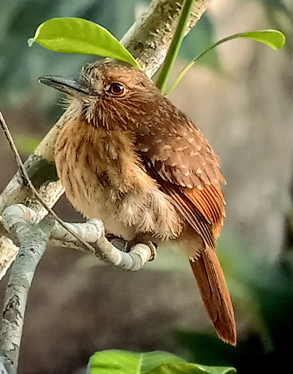 White-whiskered Puffbird - ML617966443