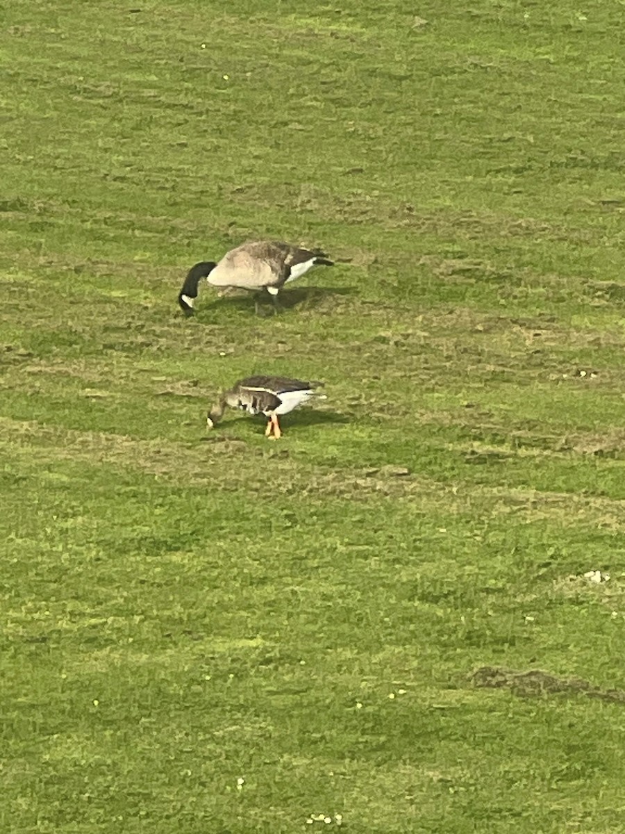 Greater White-fronted Goose - ML617966462