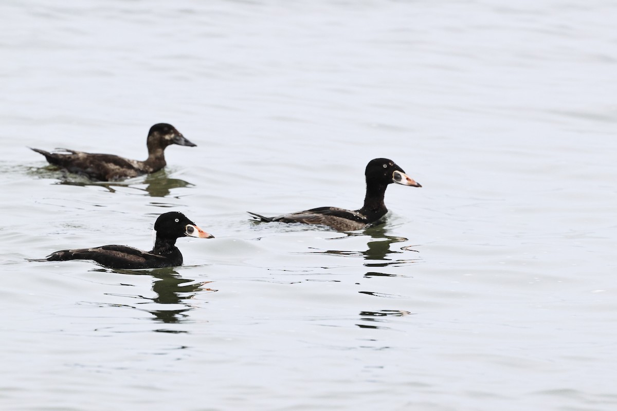 Surf Scoter - ML617966471