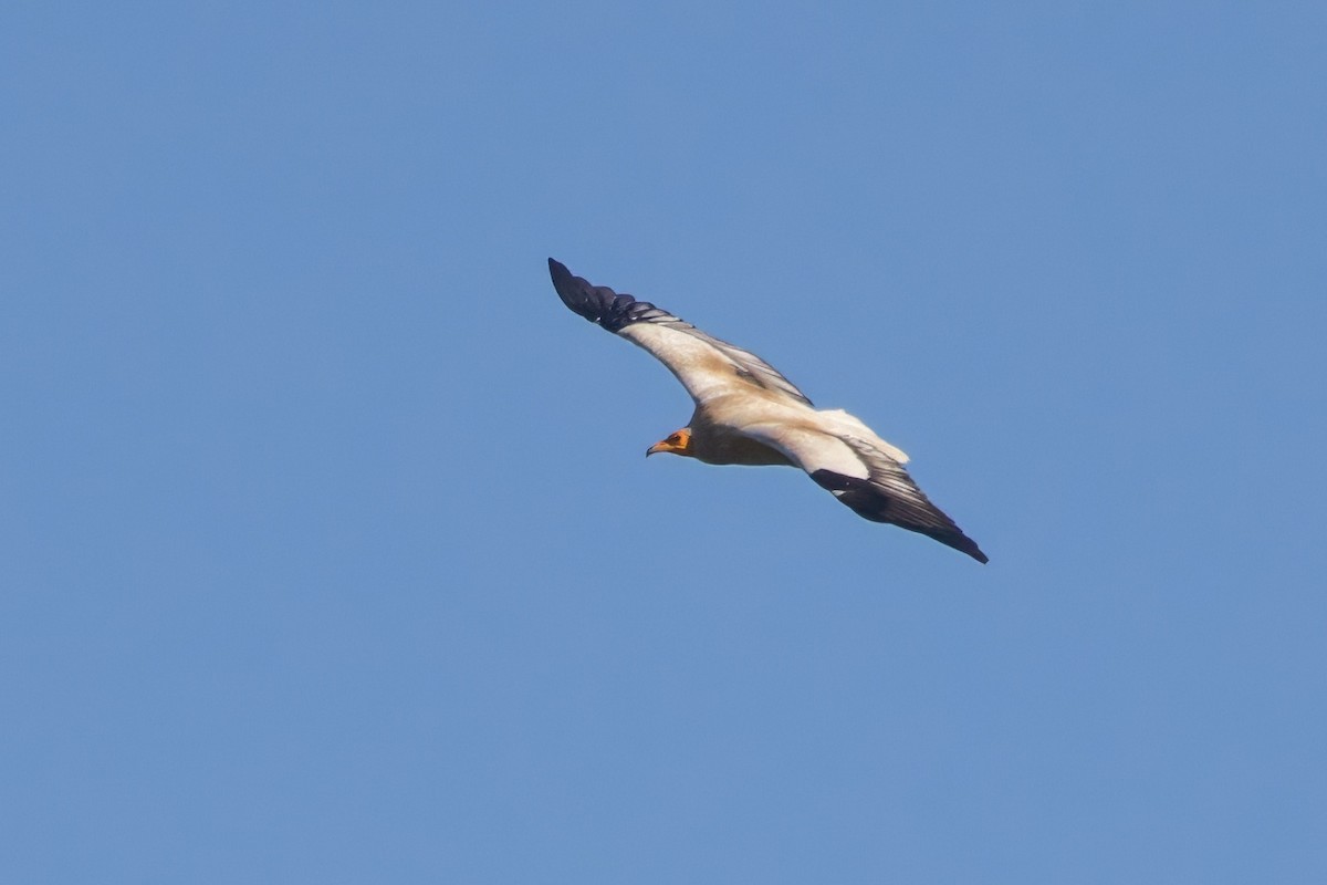 Egyptian Vulture - ML617966472