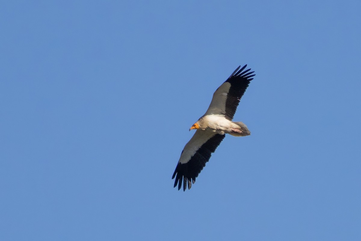 Egyptian Vulture - ML617966473