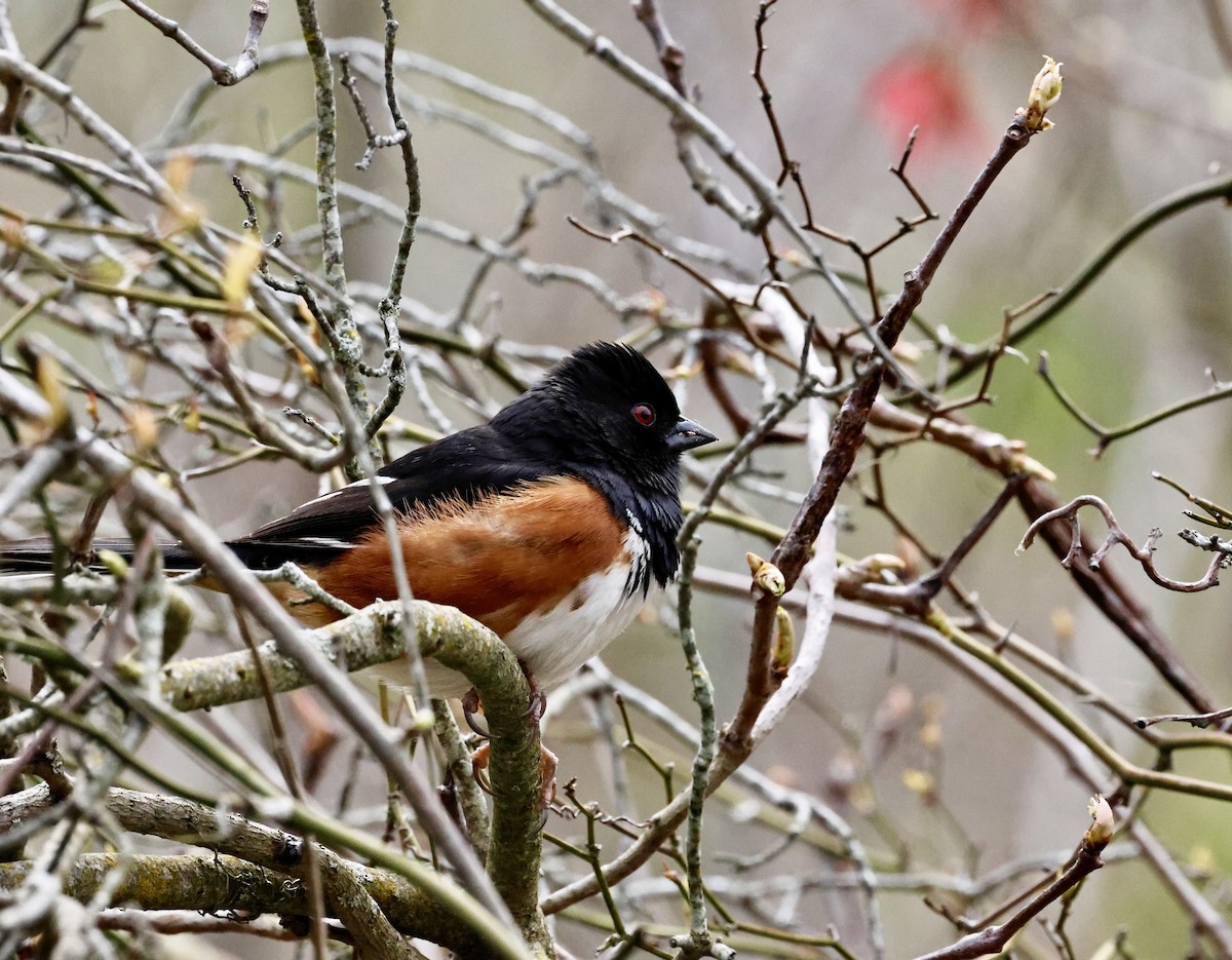 Eastern Towhee - ML617966485