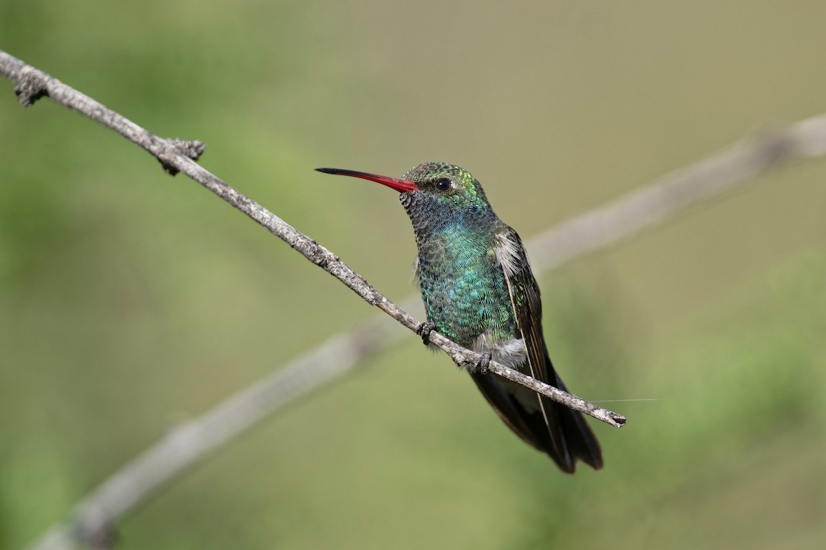 Broad-billed Hummingbird - Anonymous