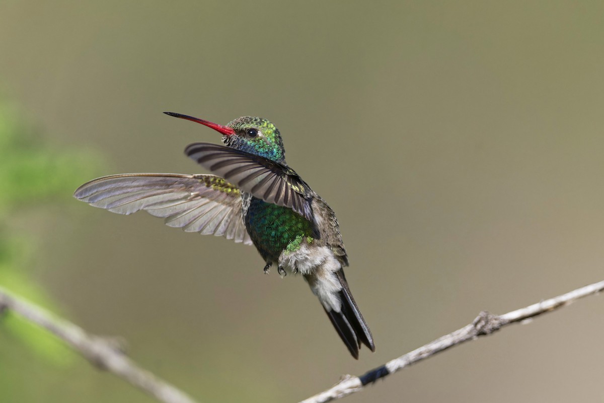 Broad-billed Hummingbird - Anonymous