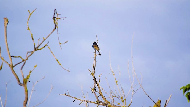 Blue Grosbeak - ML617966505