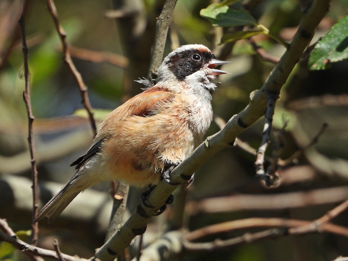 Eurasian Penduline-Tit - ML617966556