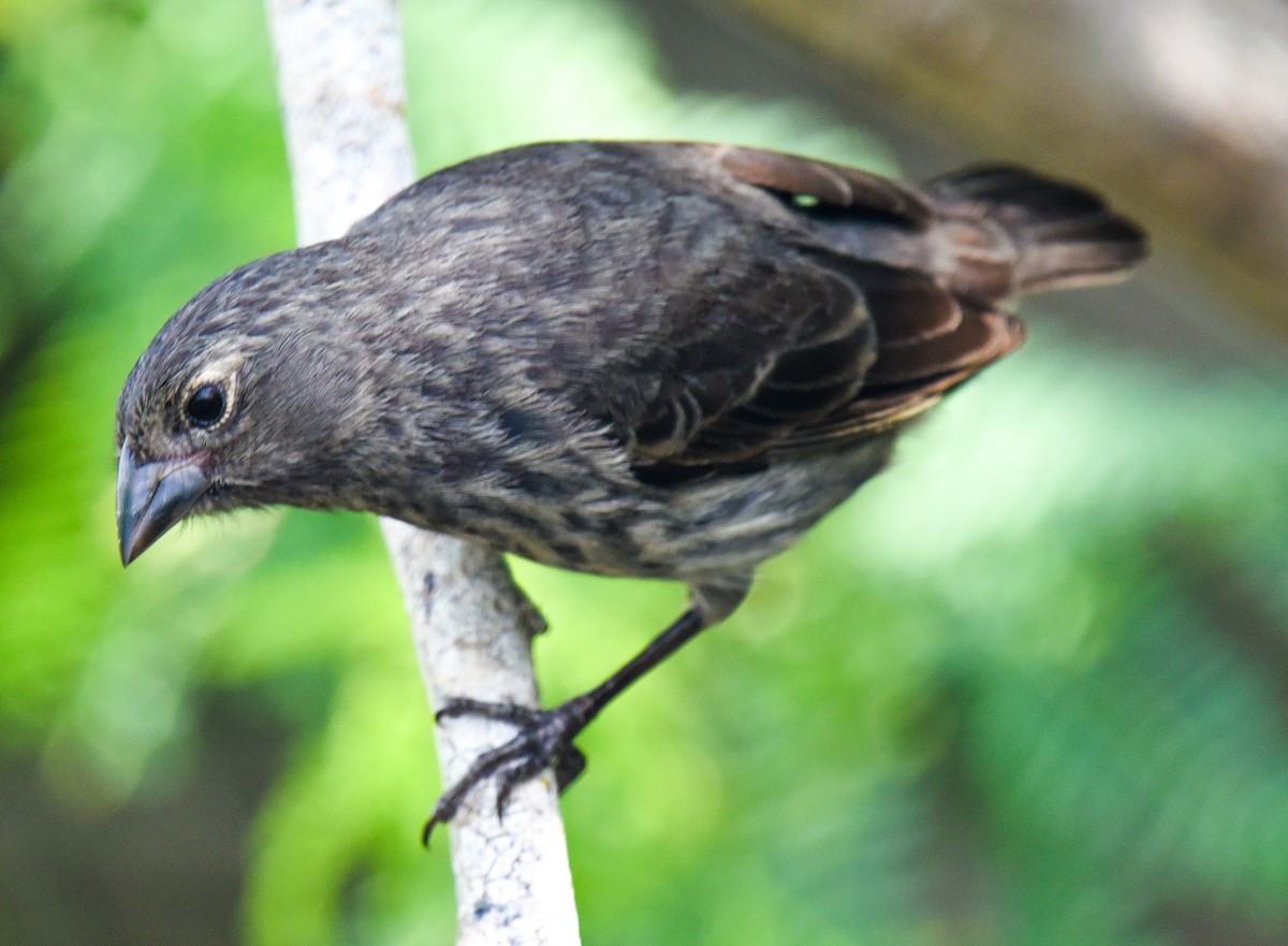 Small Ground-Finch - Barbara Maytom