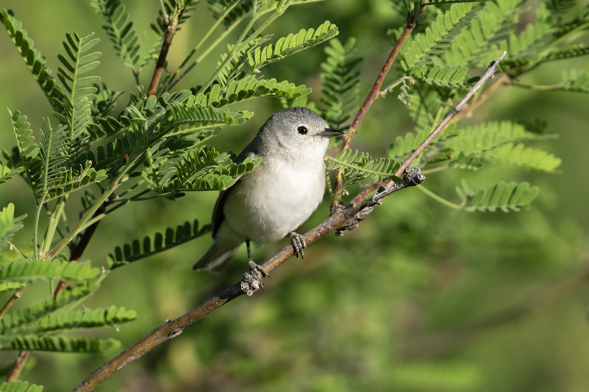 Lucy's Warbler - Anonymous