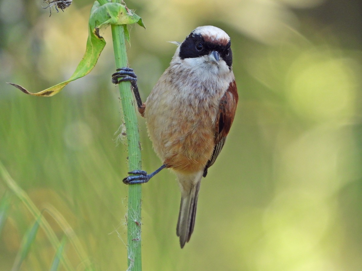 Rémiz penduline - ML617966568