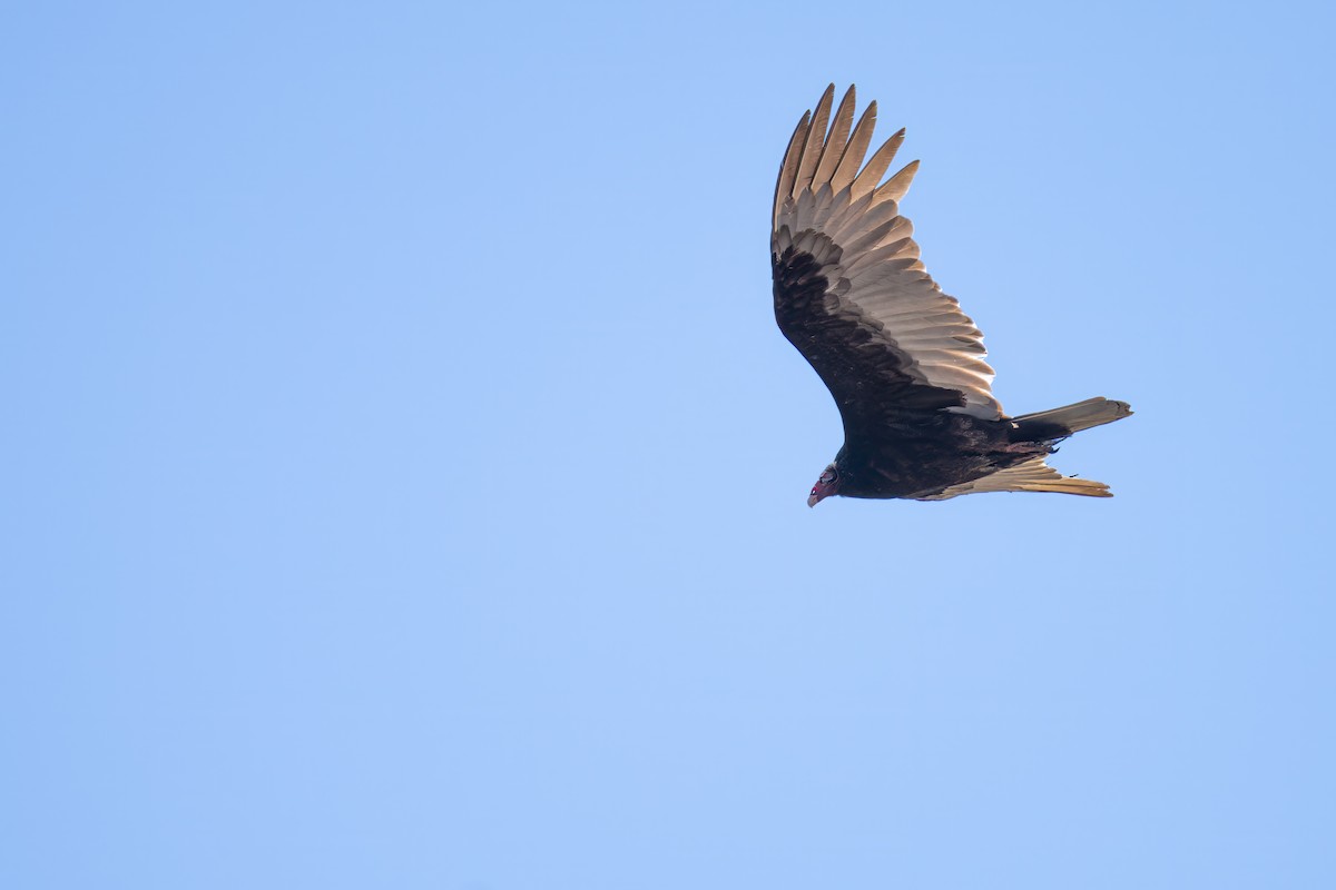 Turkey Vulture - ML617966569