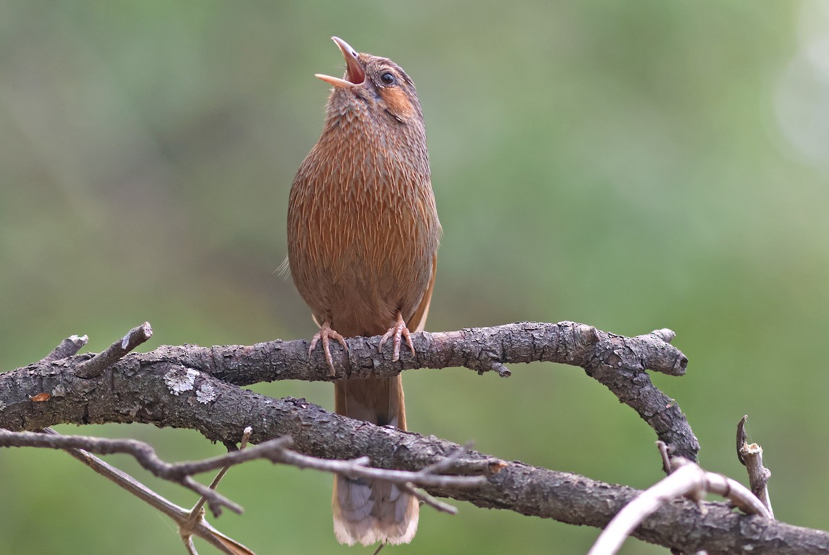 Streaked Laughingthrush - ML617966594