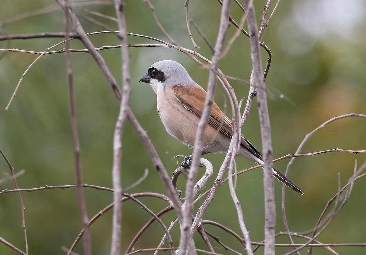 Red-backed Shrike - ML617966638