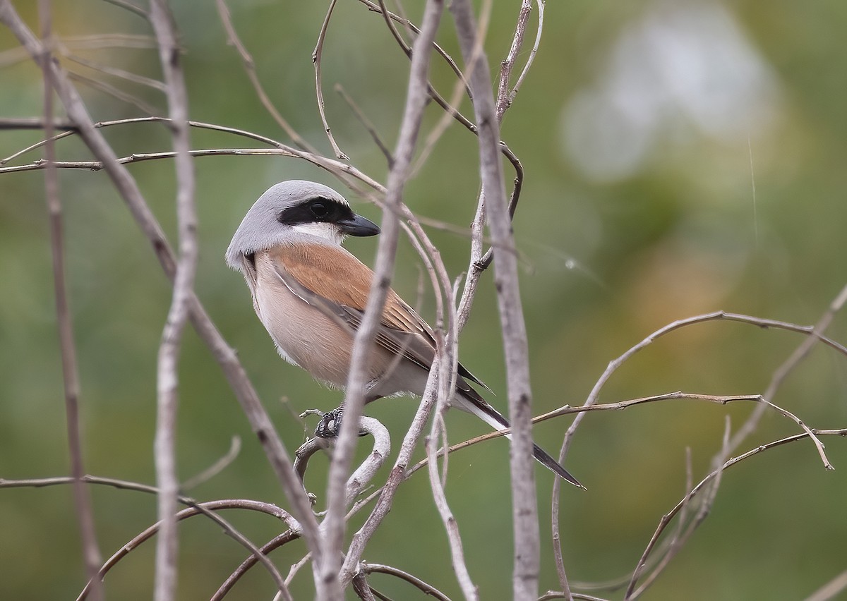 Red-backed Shrike - ML617966639