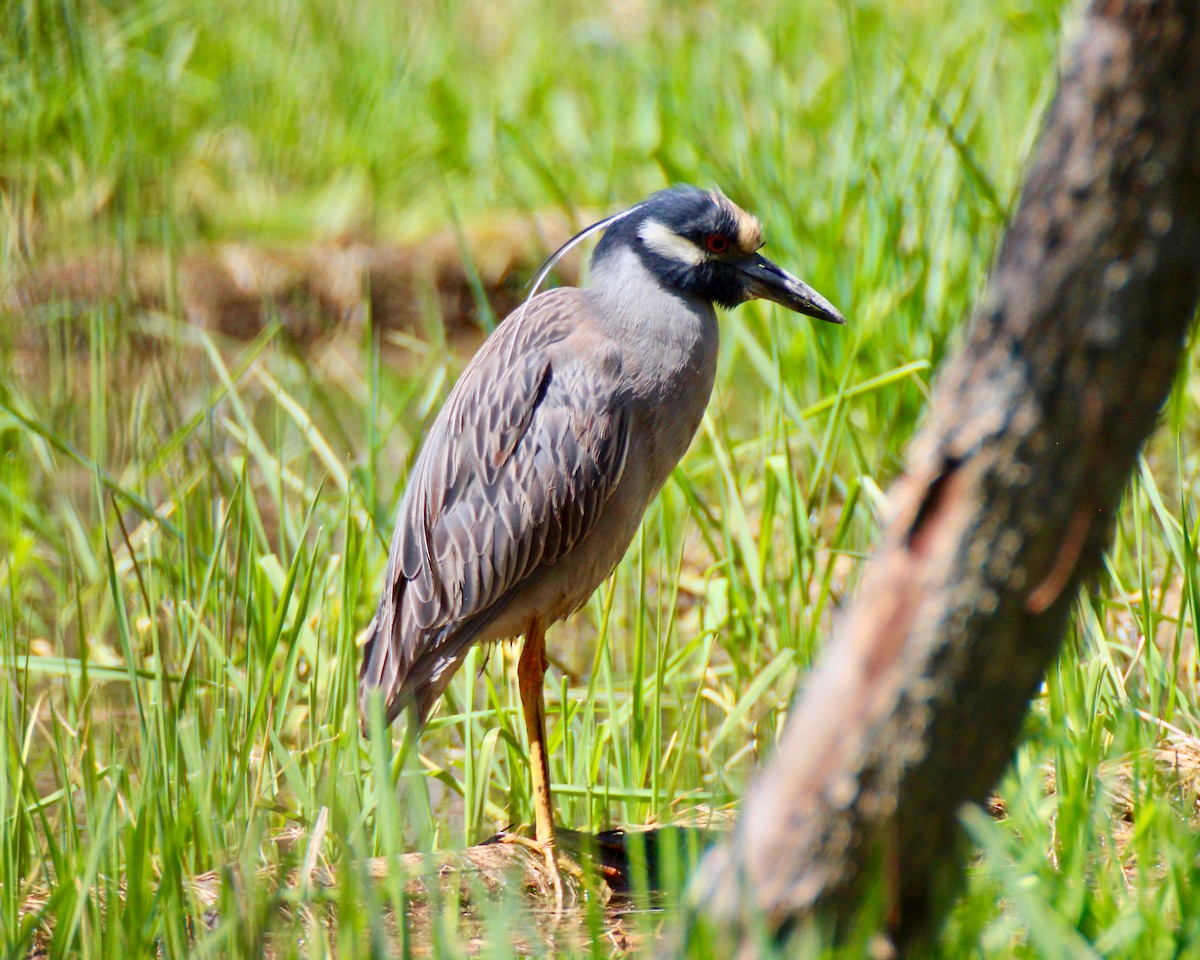 Yellow-crowned Night Heron - Adam Brandt