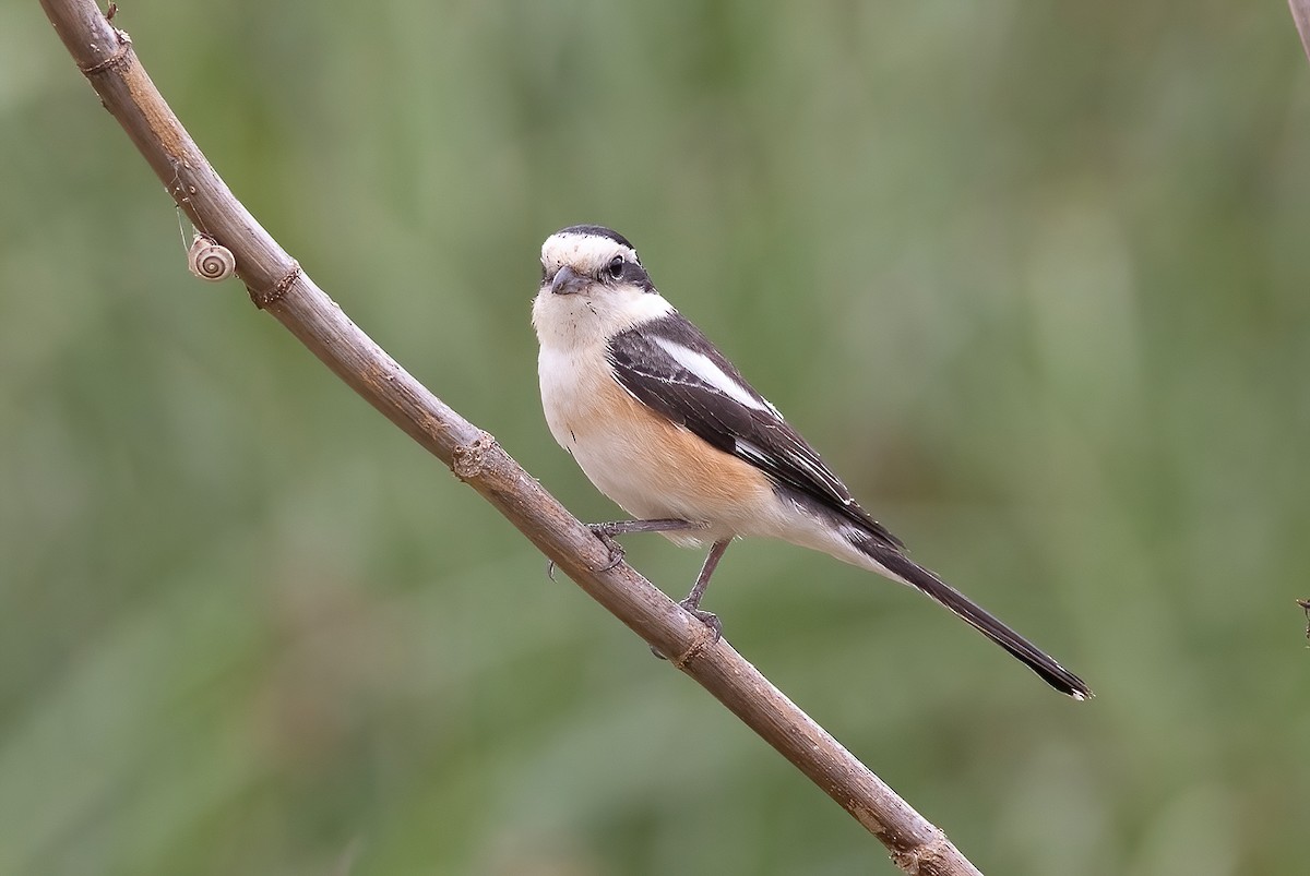 Masked Shrike - ML617966651