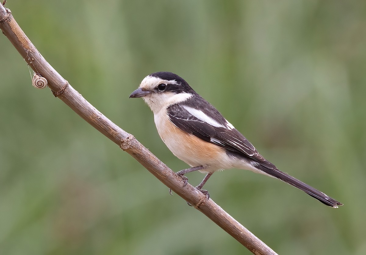 Masked Shrike - Ilan Moriya