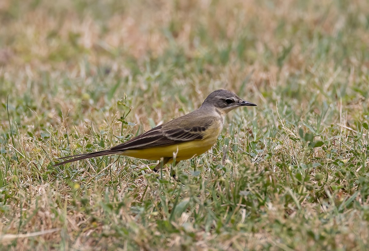 Western Yellow Wagtail - Ilan Moriya