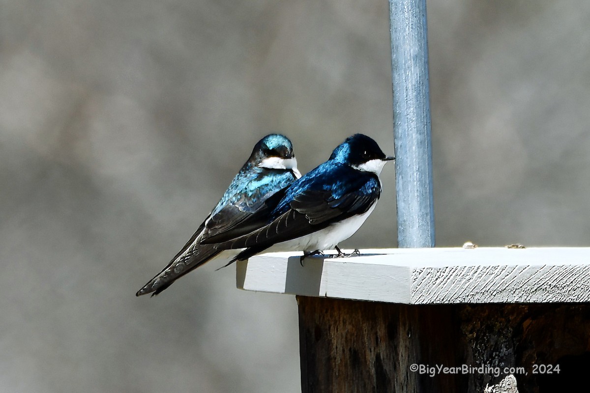 Tree Swallow - ML617966677