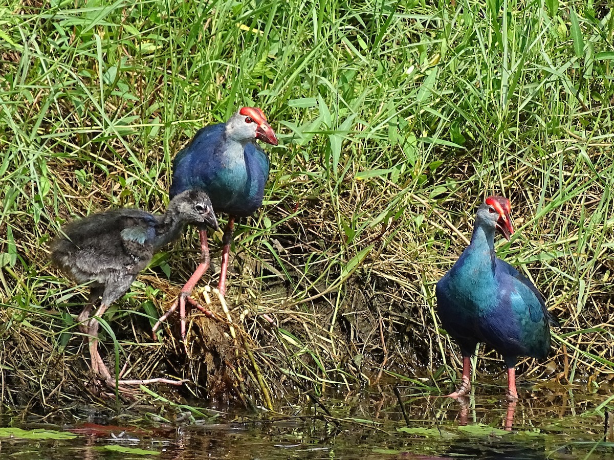 Gray-headed Swamphen - Sri Srikumar