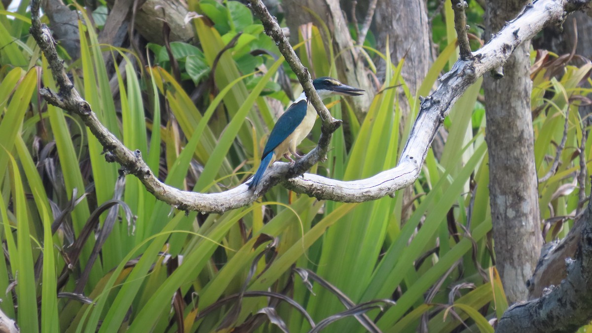 Sacred Kingfisher (New Zealand) - ML617966686